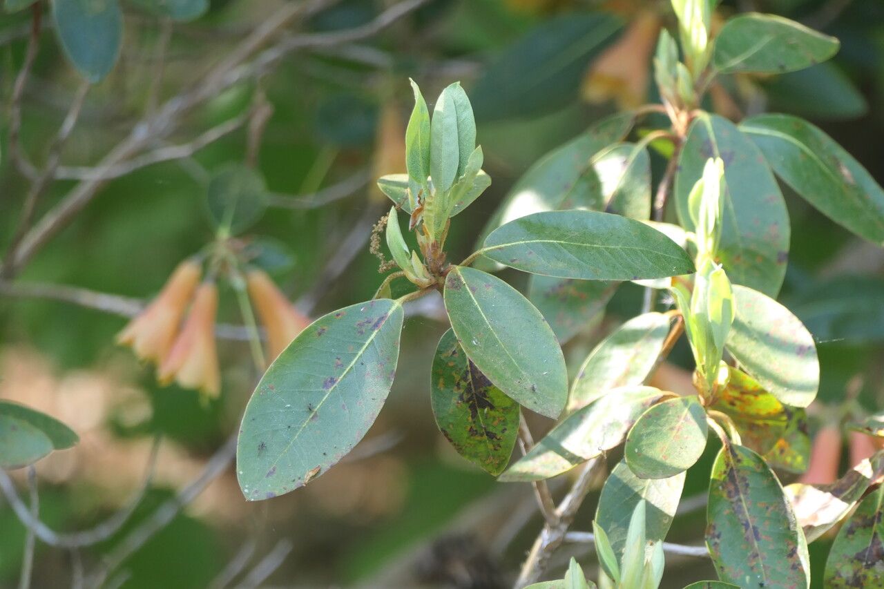 Rhododendron cinnabarinum — search result for 'Bhutan'