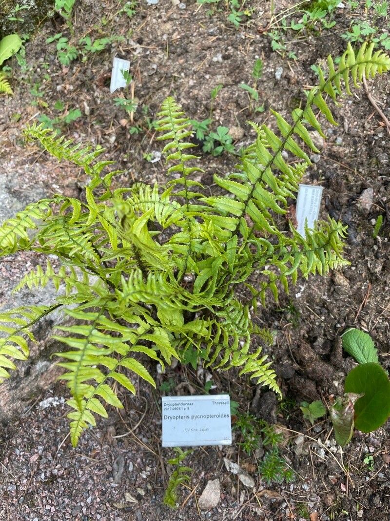 Dryopteris pycnopteroides habit