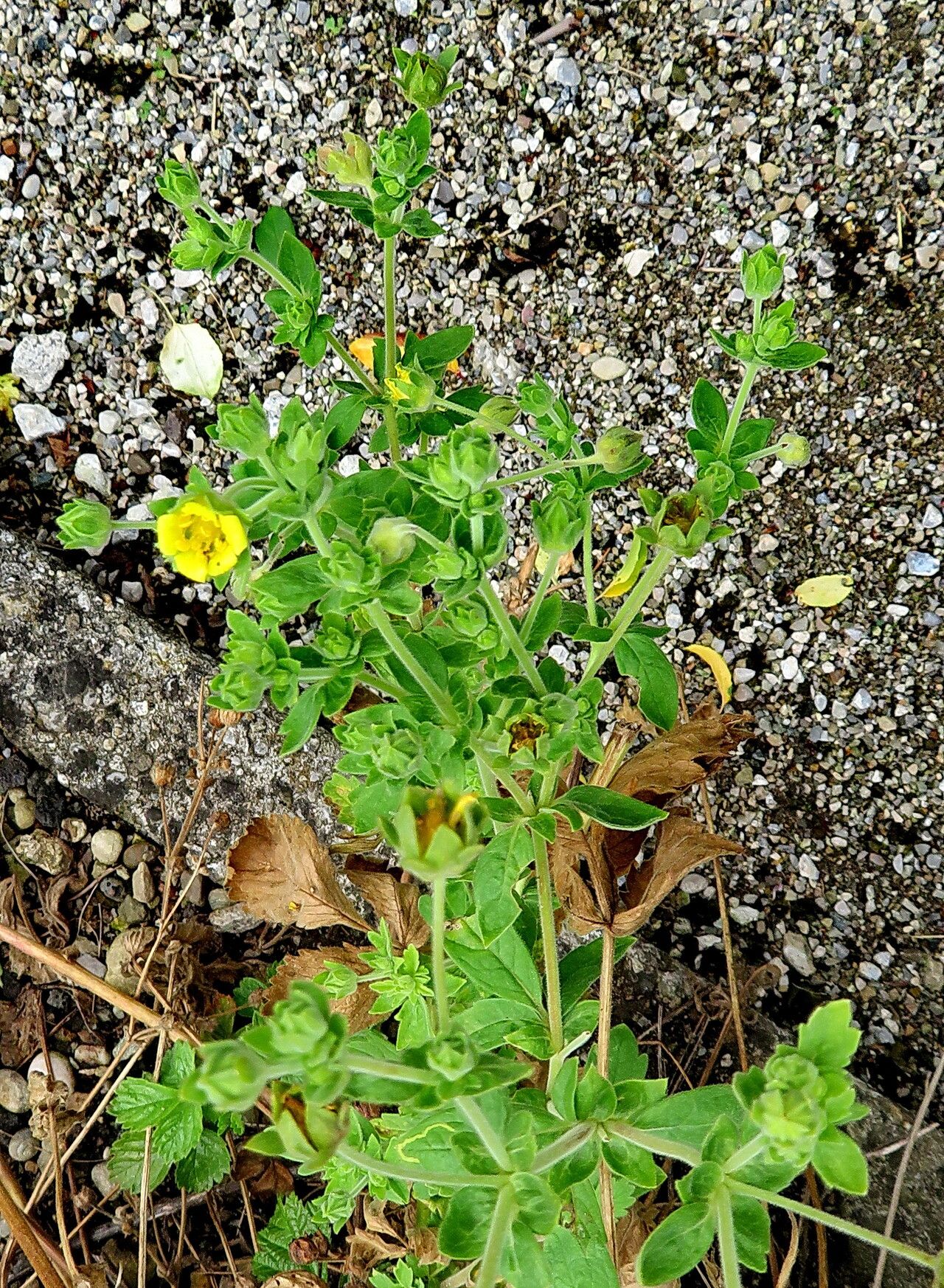 Potentilla kurdica flower