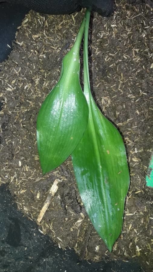 Eucharis amazonica — search result for 'Amaryllidaceae'