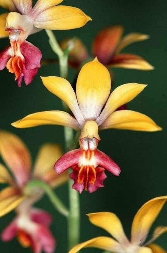 Dendrobium finetianum flower