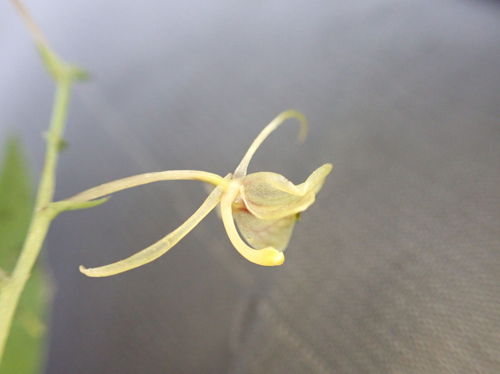 Liparis gracilenta flower