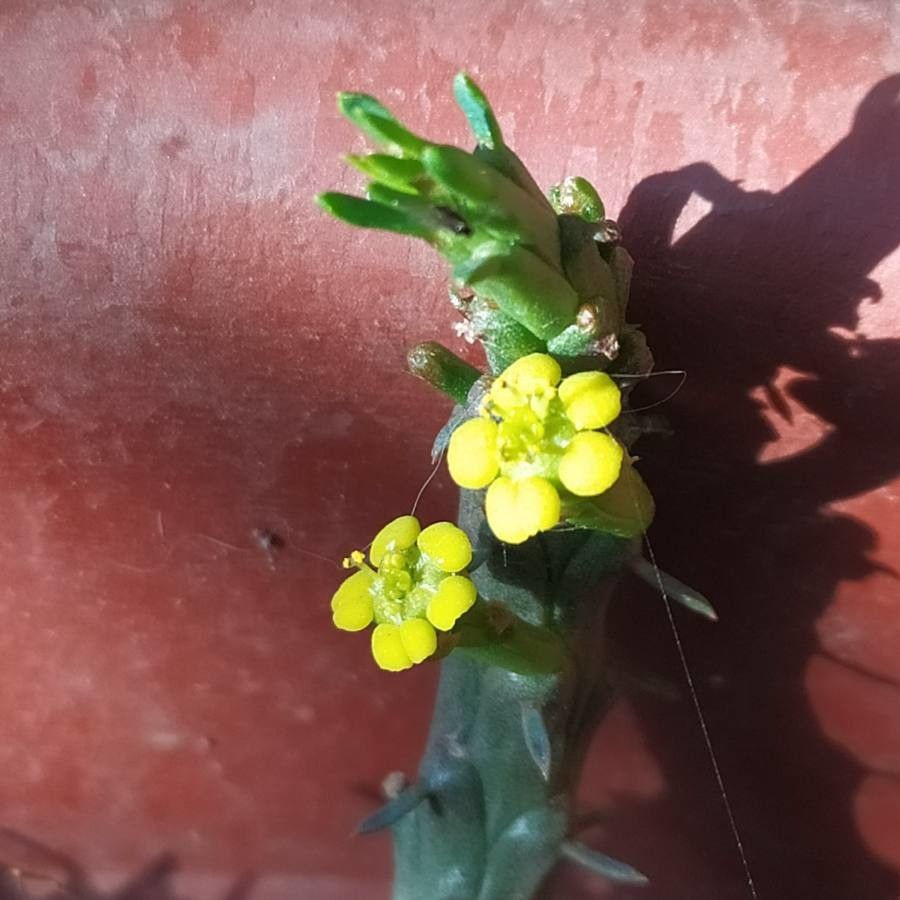 Euphorbia flanaganii flower