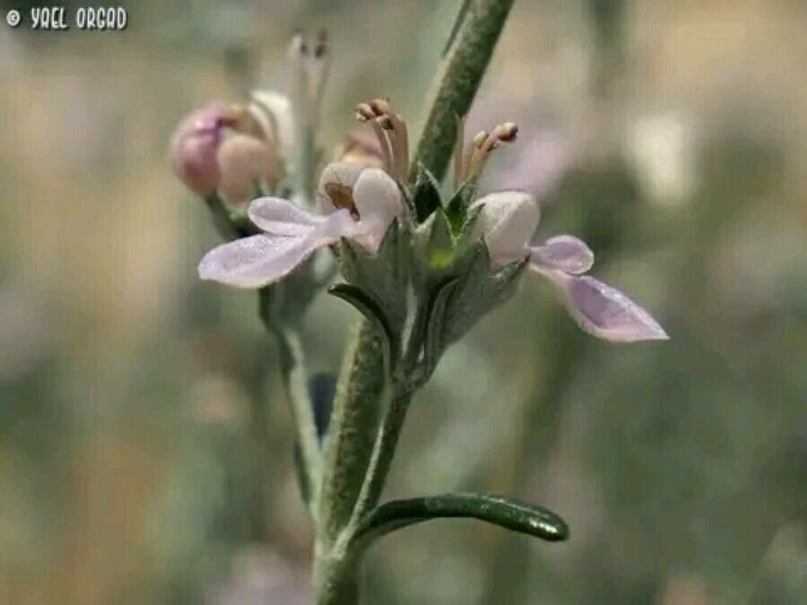 Teucrium creticum flower