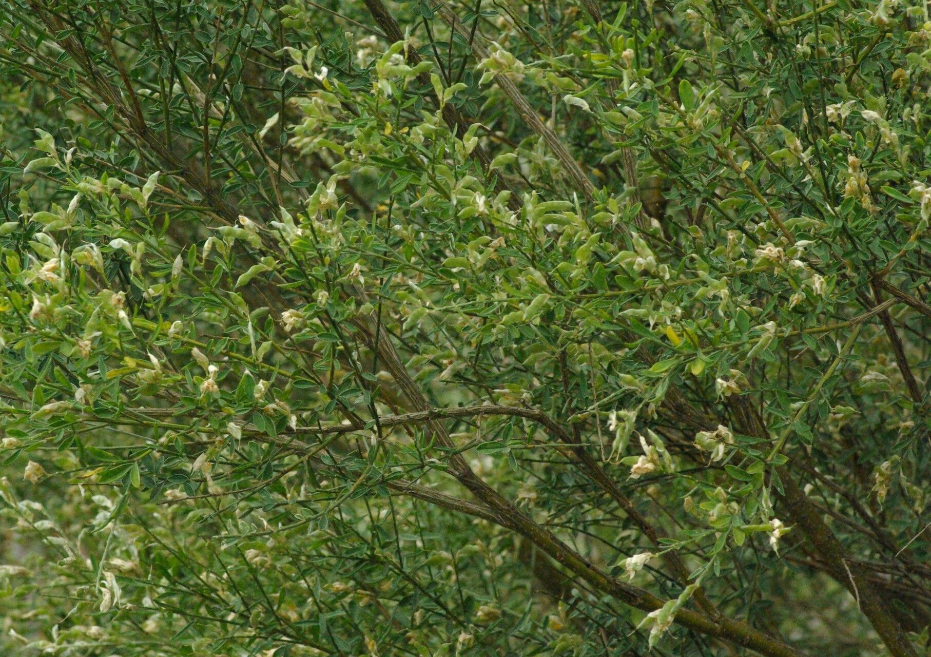 Genista florida fruit