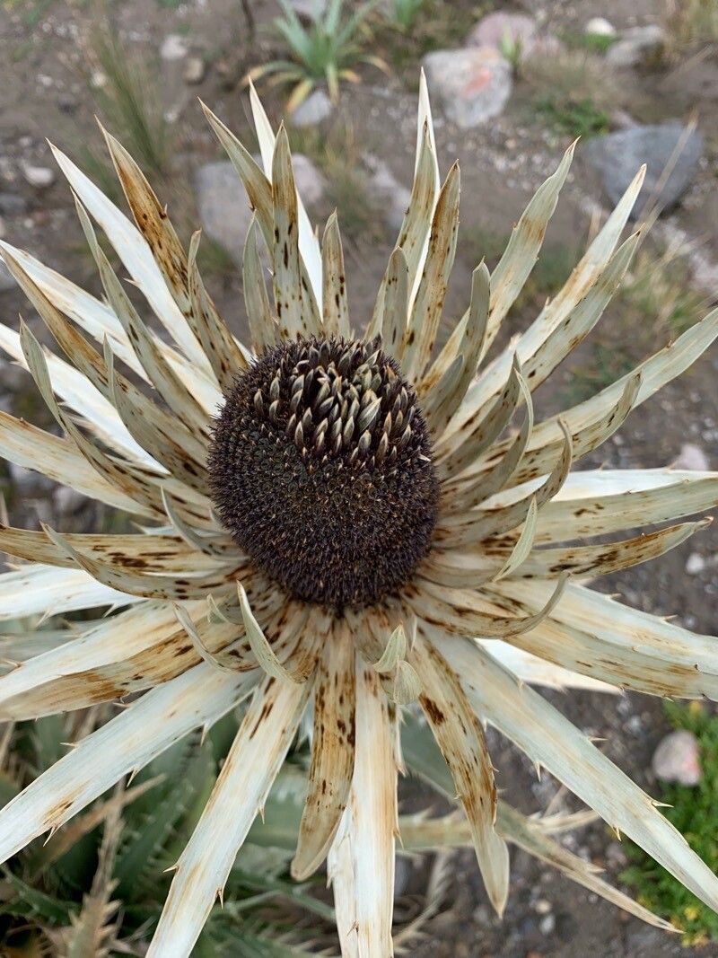 Eryngium monocephalum — search result for 'Eryngium'