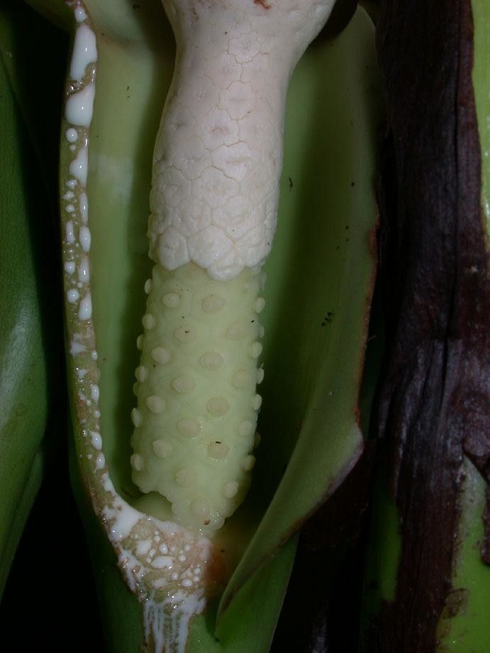 Syngonium macrophyllum fruit