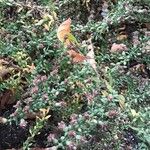 Symphyotrichum lateriflorum