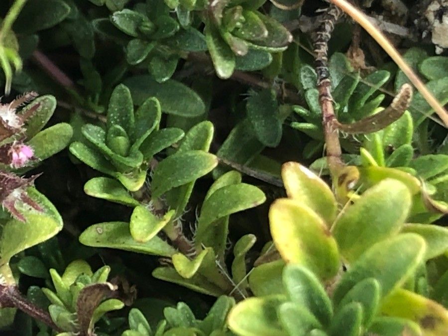 Thymus nervosus — search result for 'Thymus'