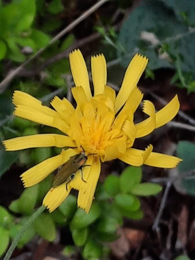 Hieracium jaubertianum flower