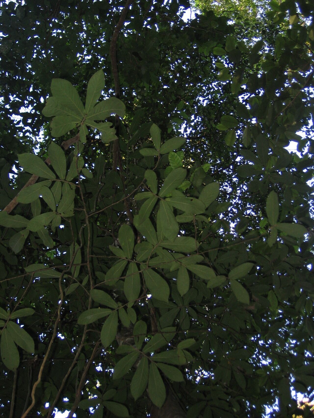 Monodora grandidieri habit
