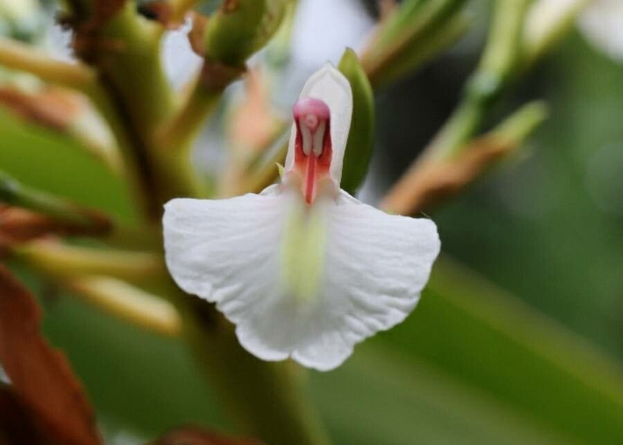 Alpinia caerulea flower