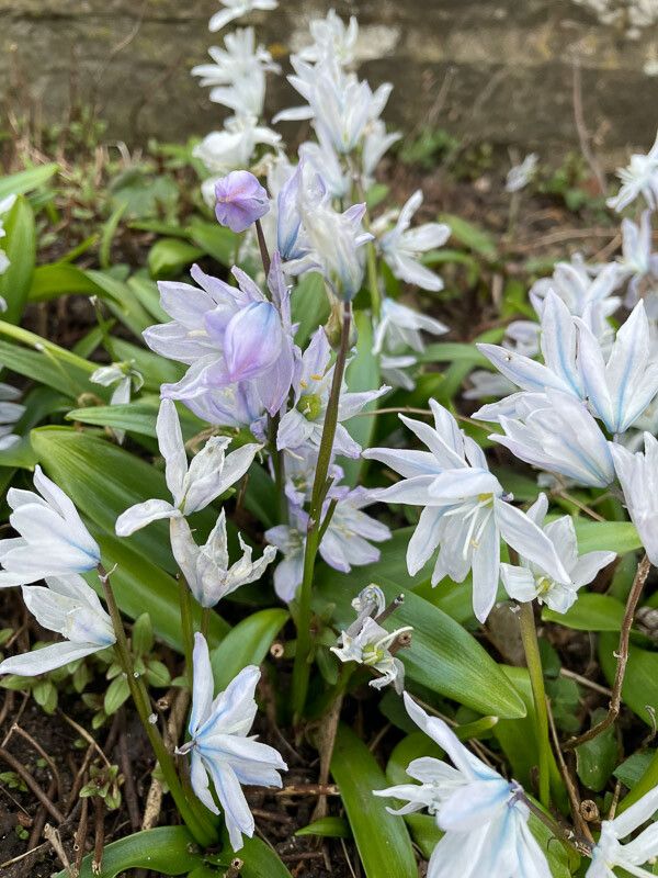 Scilla mischtschenkoana bark