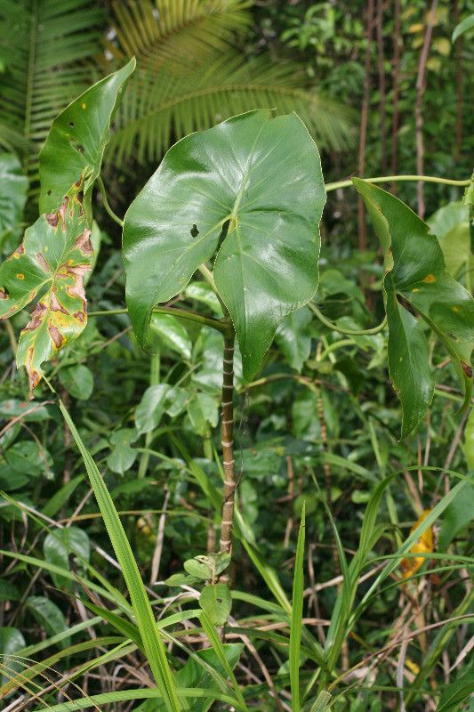 Montrichardia arborescens habit