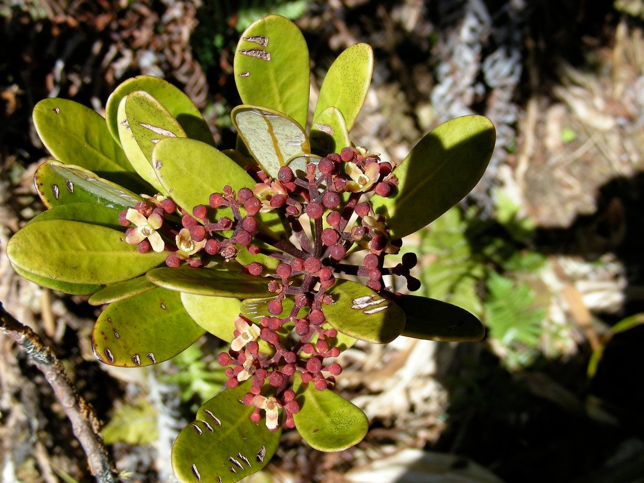 Zygogynum tanyostigma flower