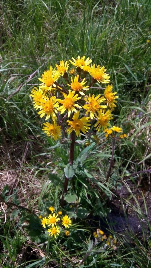 Tephroseris helenitis flower