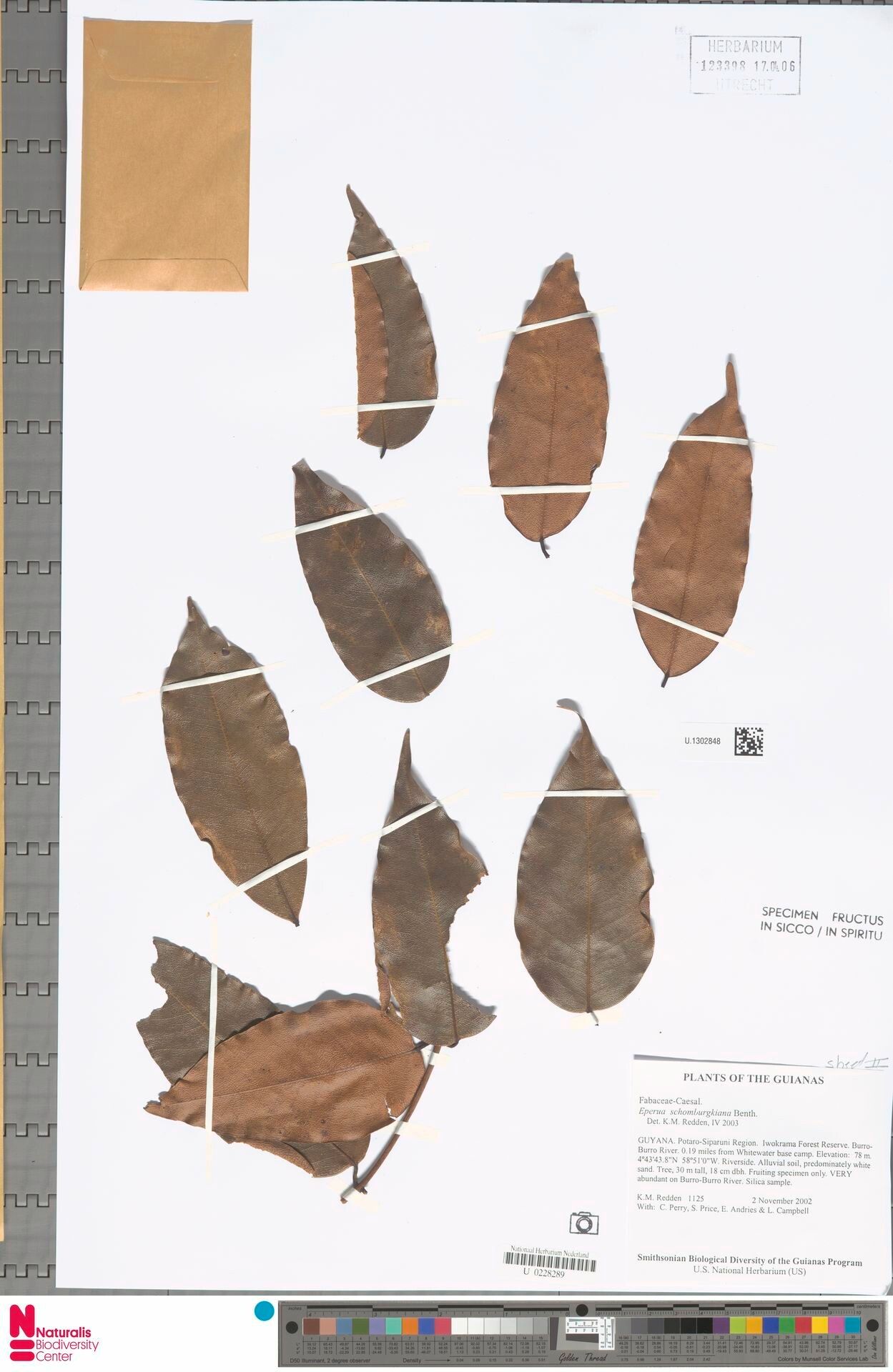 Eperua schomburgkiana — houseplant care guide