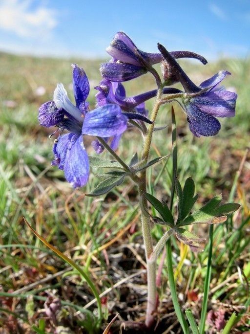 Delphinium depauperatum habit