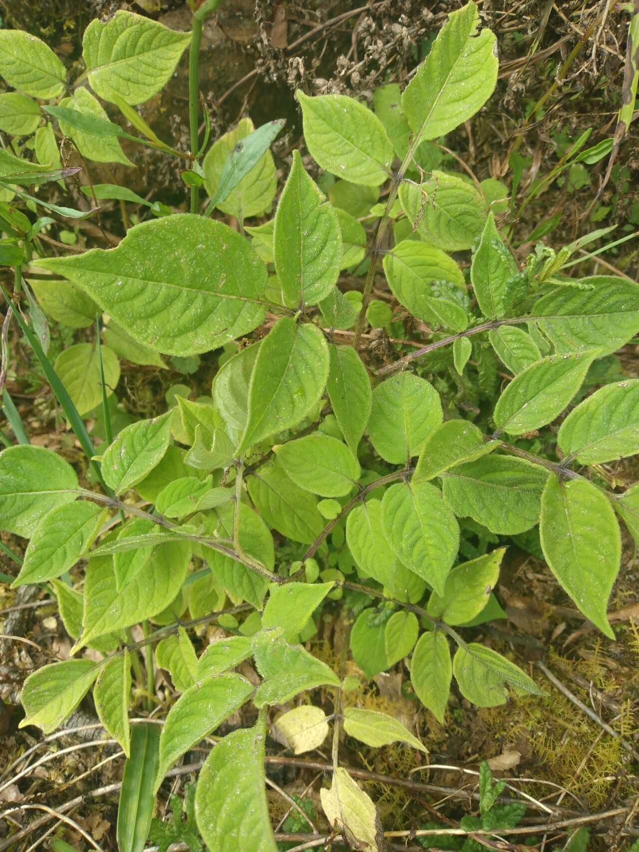 Solanum violaceimarmoratum — houseplant care guide