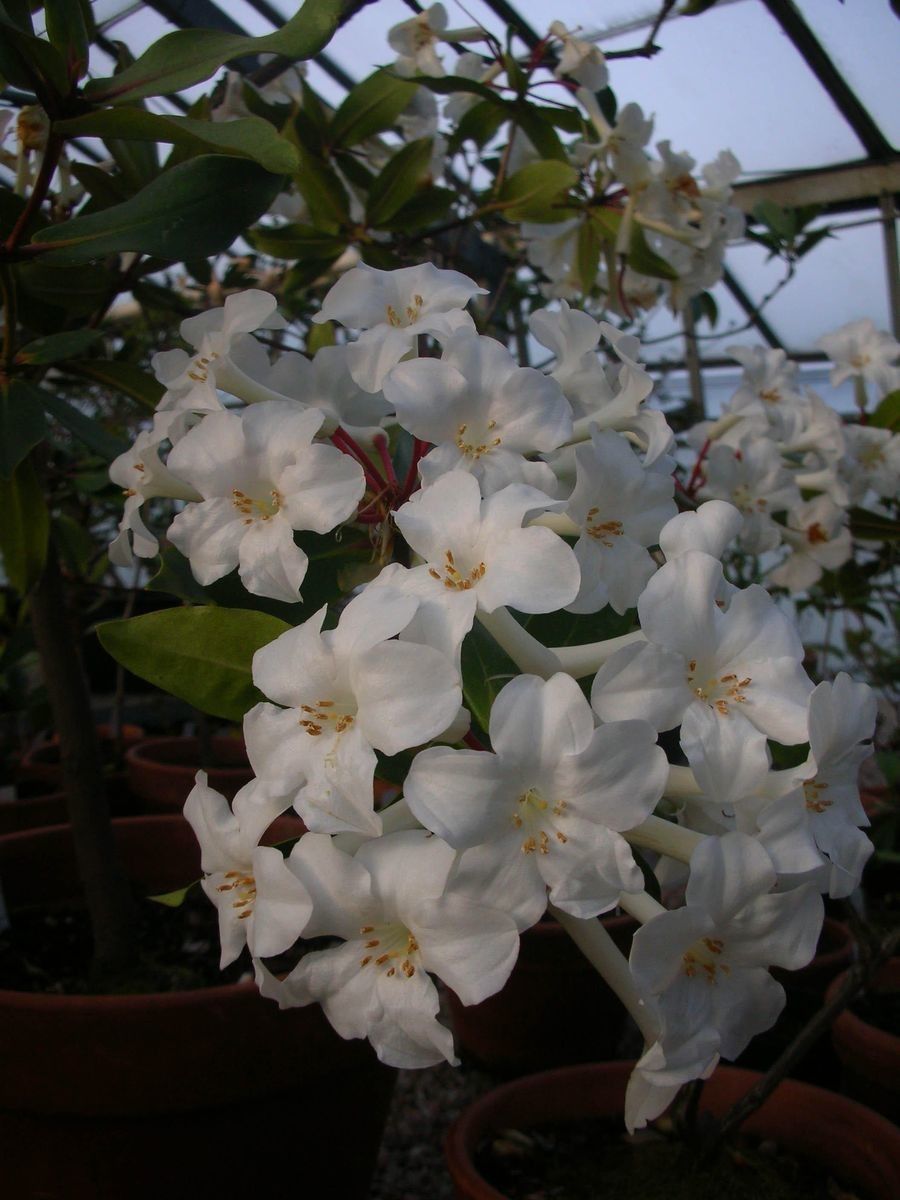 Rhododendron lambianum flower
