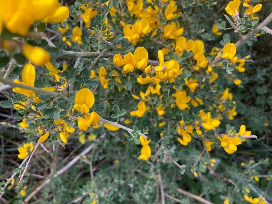 Cytisus infestus leaf
