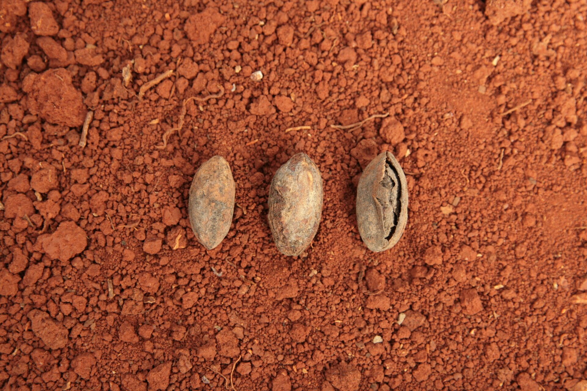 Pachylobus osika fruit