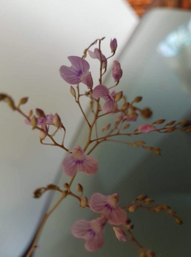 Ionopsis utricularioides flower