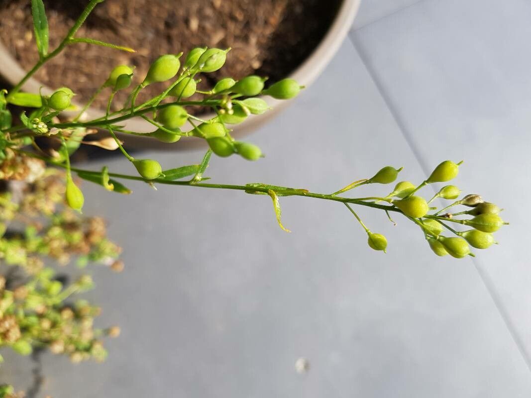 Camelina sativa flower