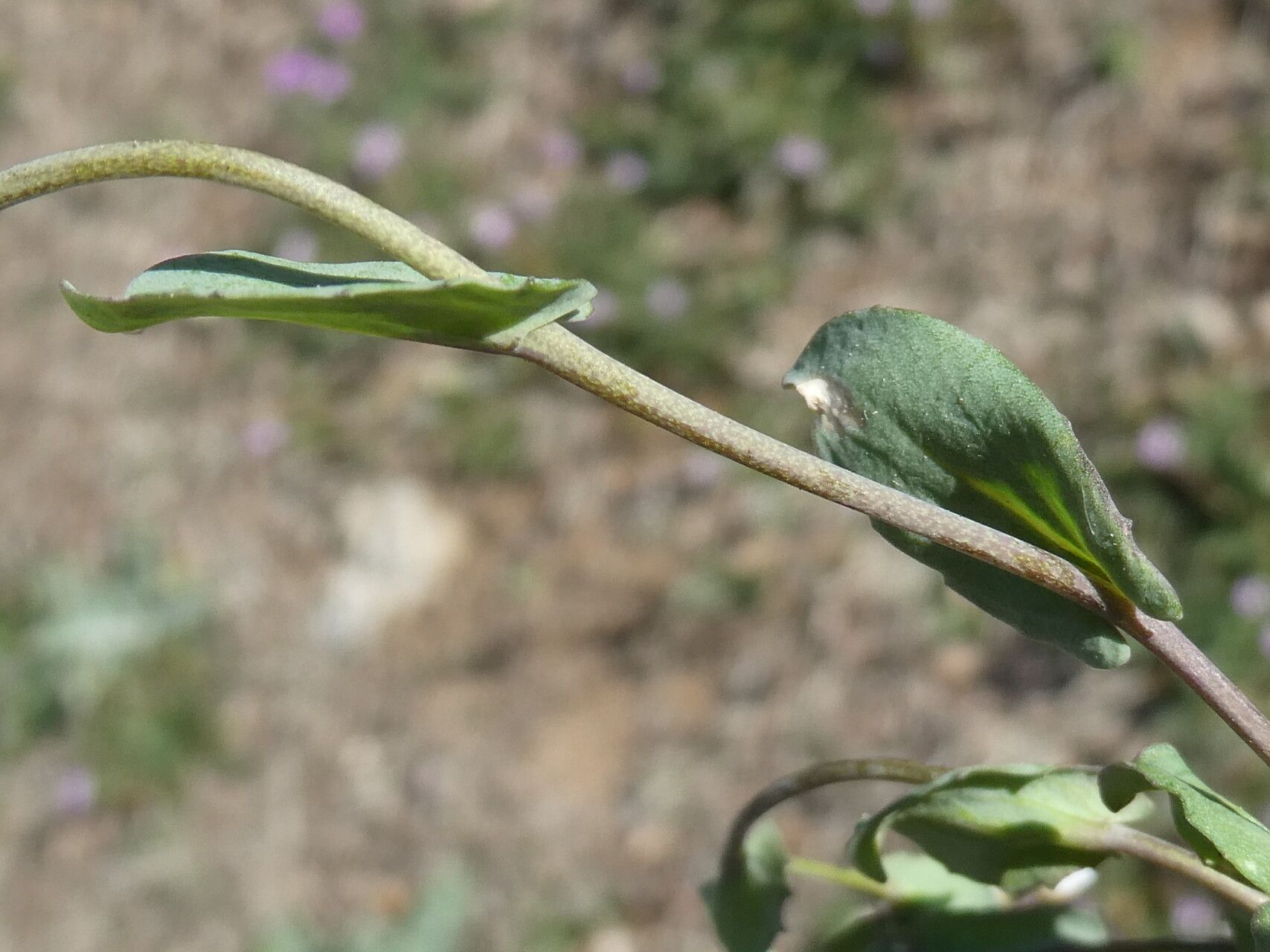 Noccaea perfoliata — search result for 'Noccaea'