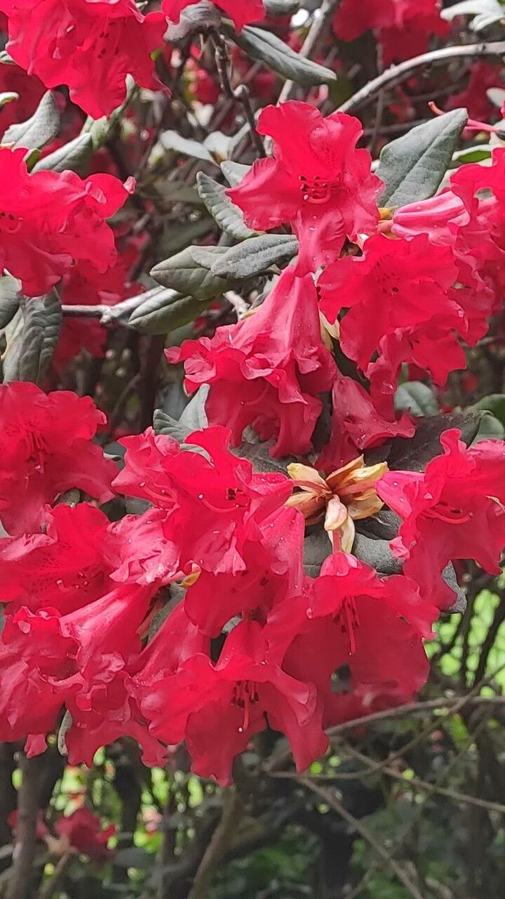 Rhododendron forrestii flower