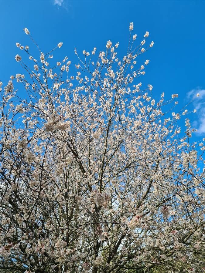 Prunus hirtipes — houseplant care guide