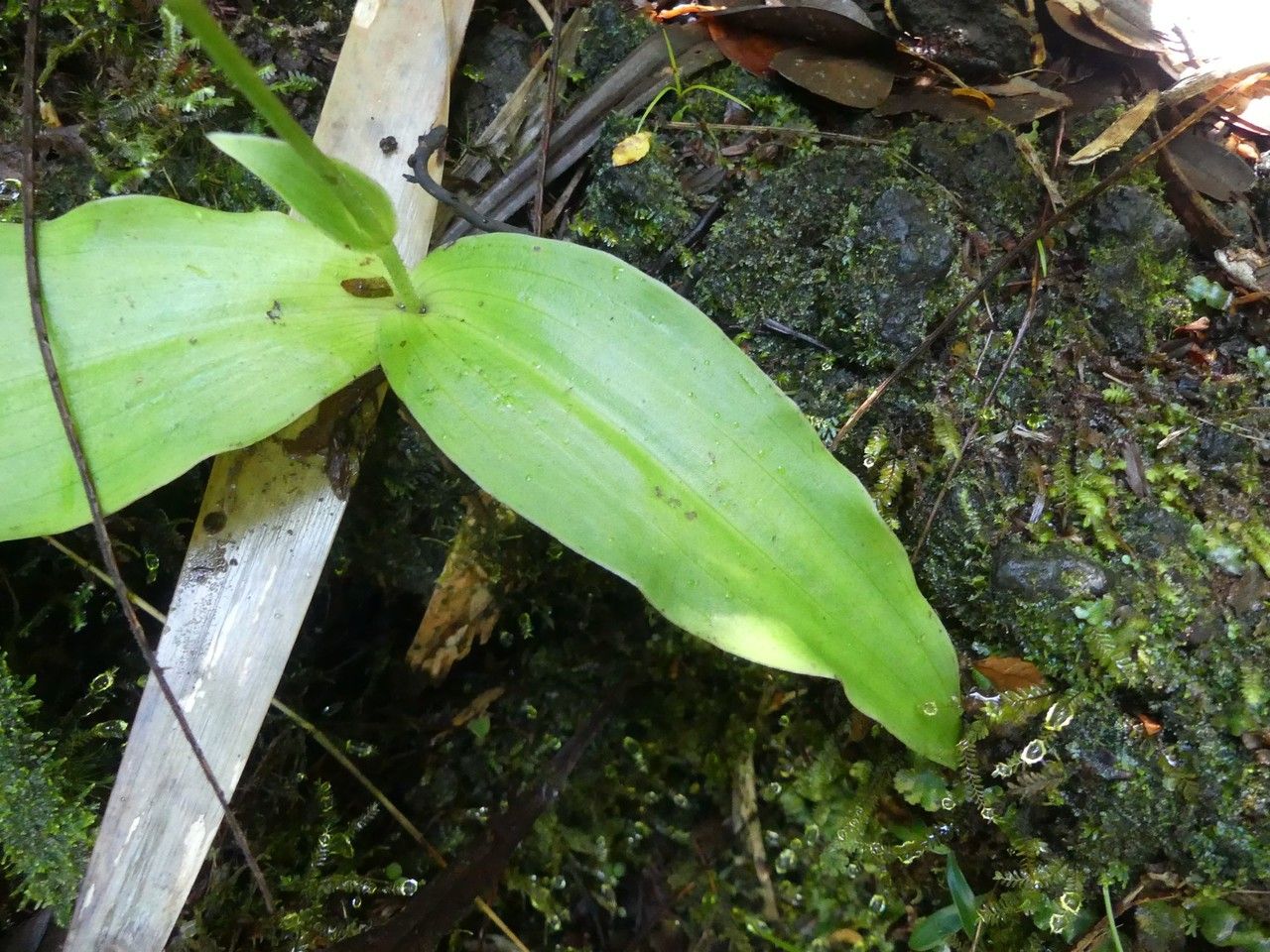 Habenaria citrata — houseplant care guide