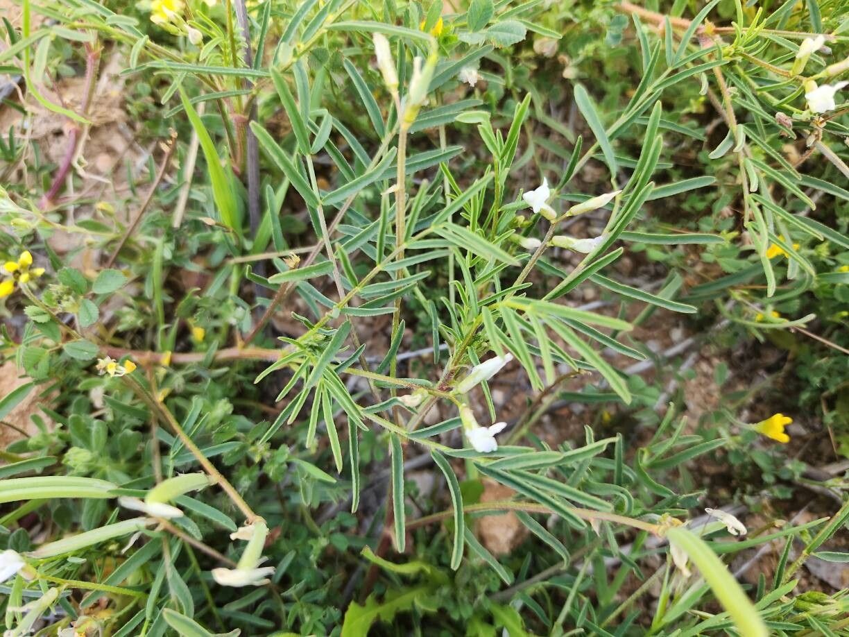 Astragalus siliquosus habit