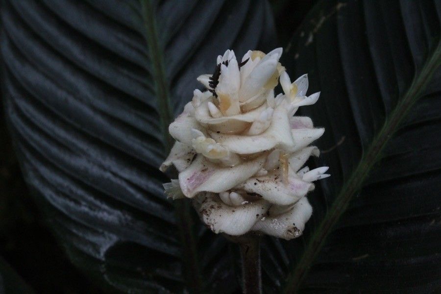 Goeppertia leucostachys — search result for 'Goeppertia'