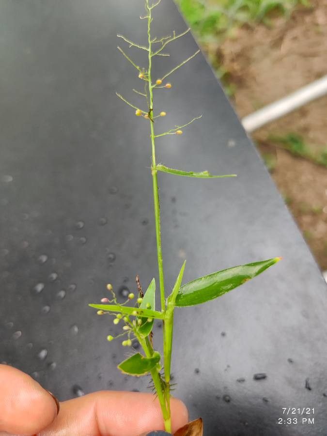 Dichanthelium oligosanthes — search result for 'Dichanthelium'