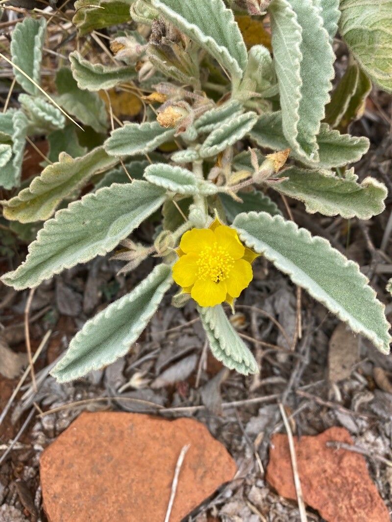 Corchorus walcottii — search result for 'Corchorus'