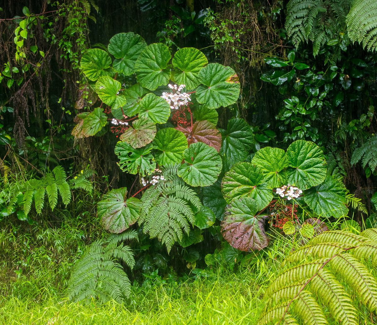 Begonia baccata habit