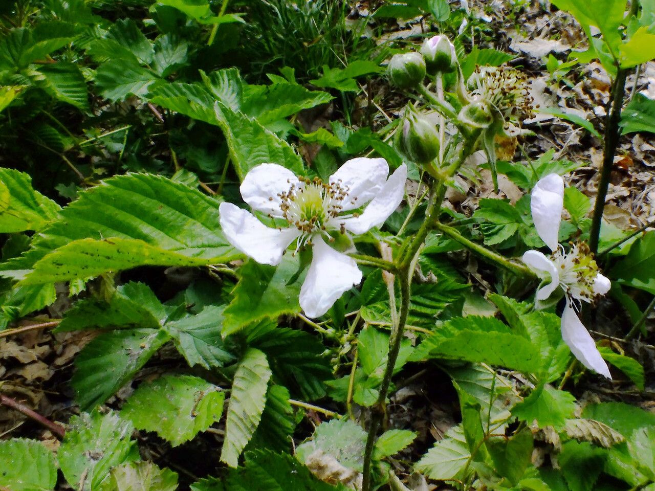 Rubus scissus flower
