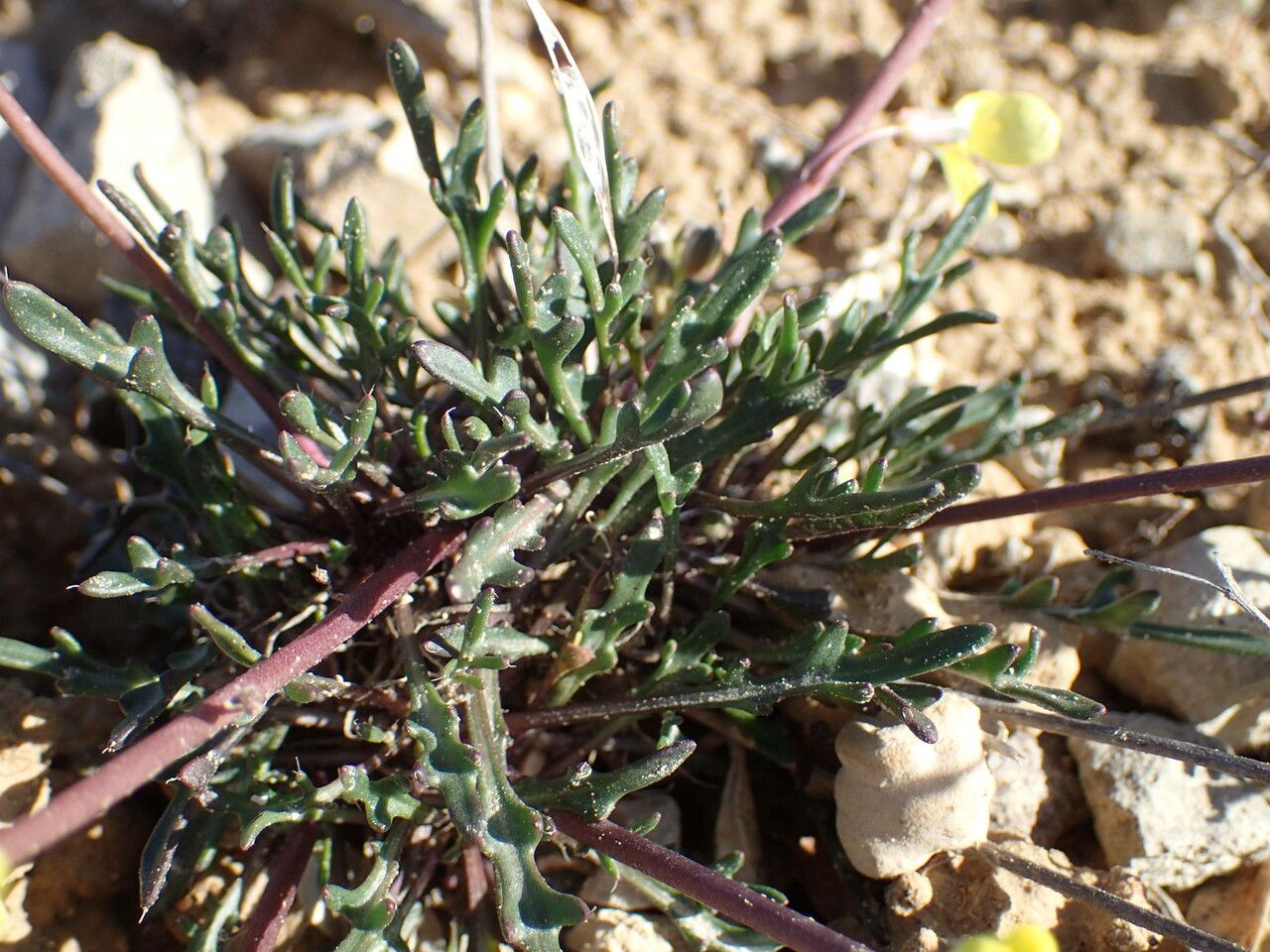 Brassica repanda — search result for 'Brassica'