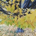 Betula alleghaniensis