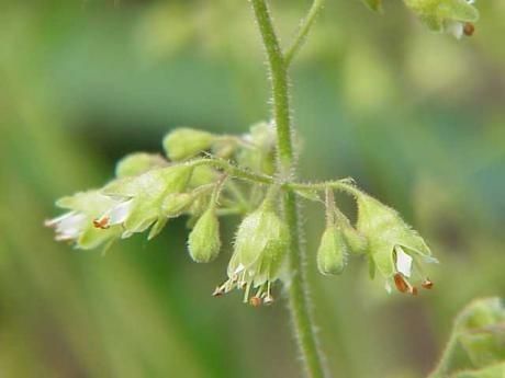 Heuchera pubescens flower