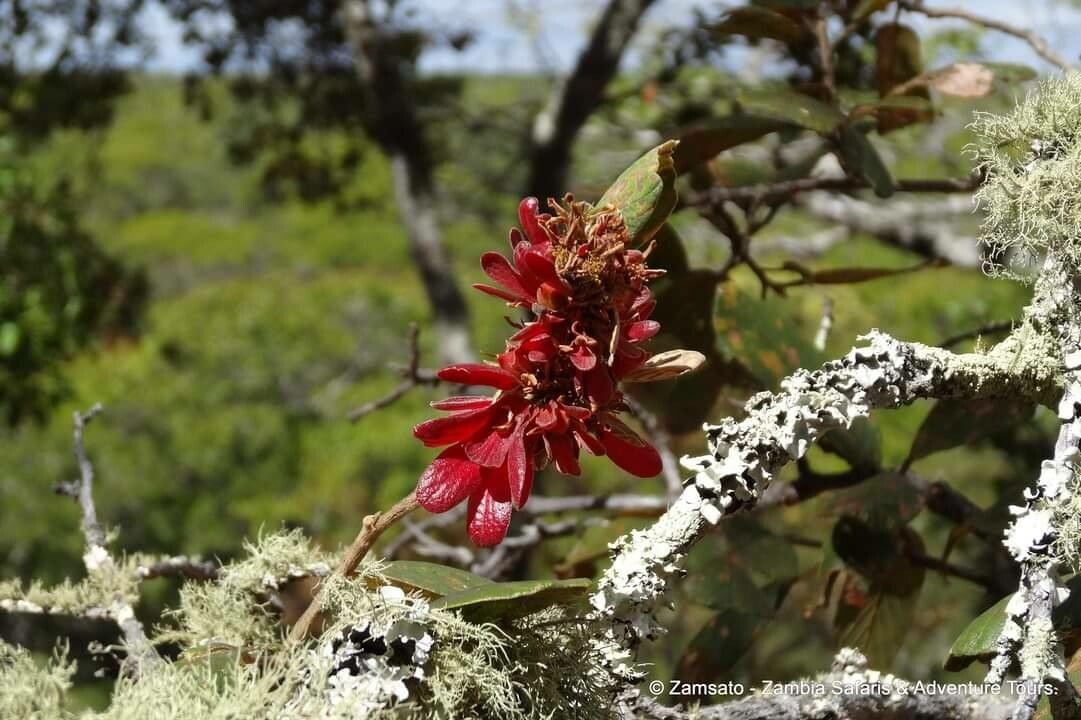 Schotia capitata flower