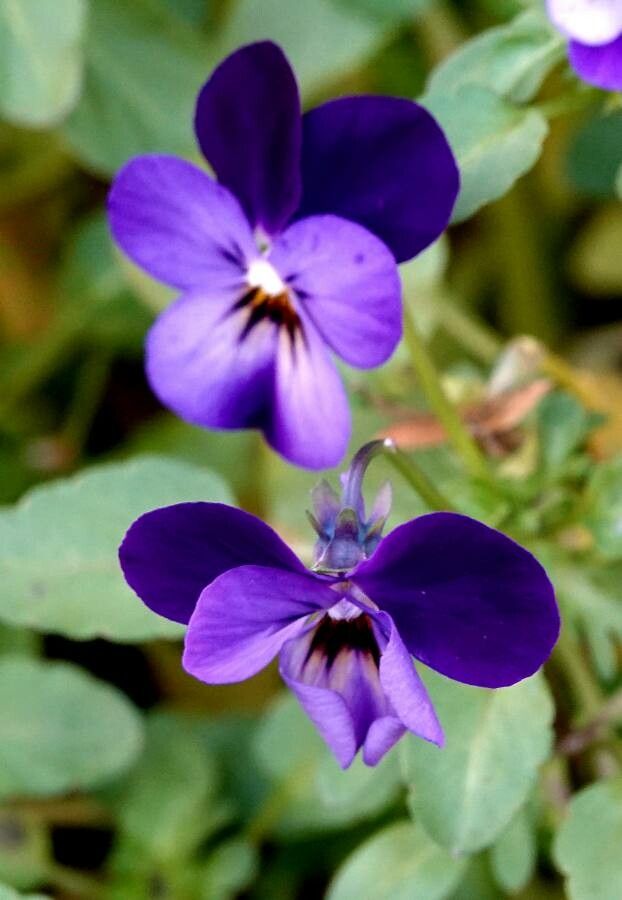 Viola bubanii flower