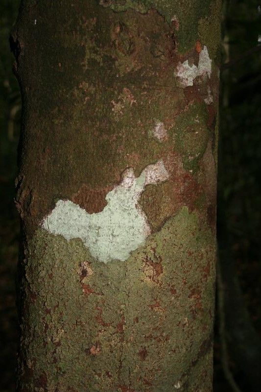 Jupunba gallorum bark