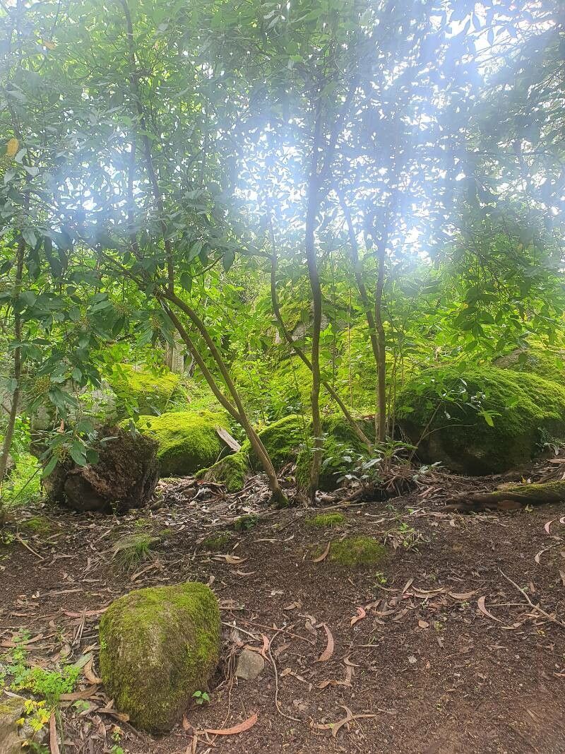 Viburnum cylindricum habit