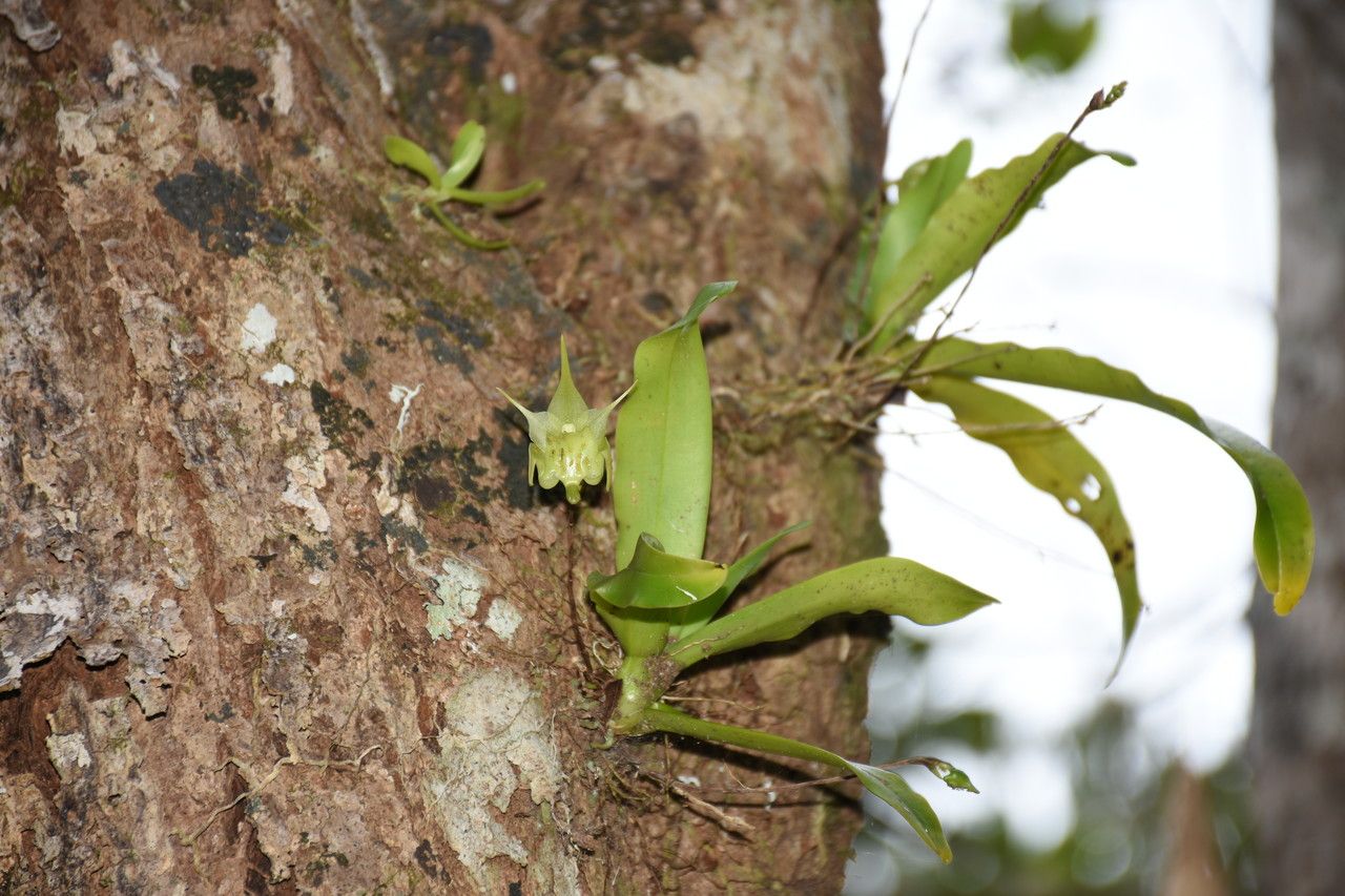 Aeranthes arachnites habit