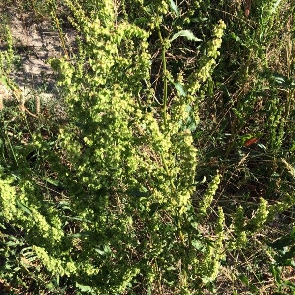 Rumex aquitanicus habit