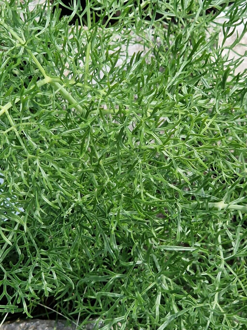 Ferula sadleriana habit