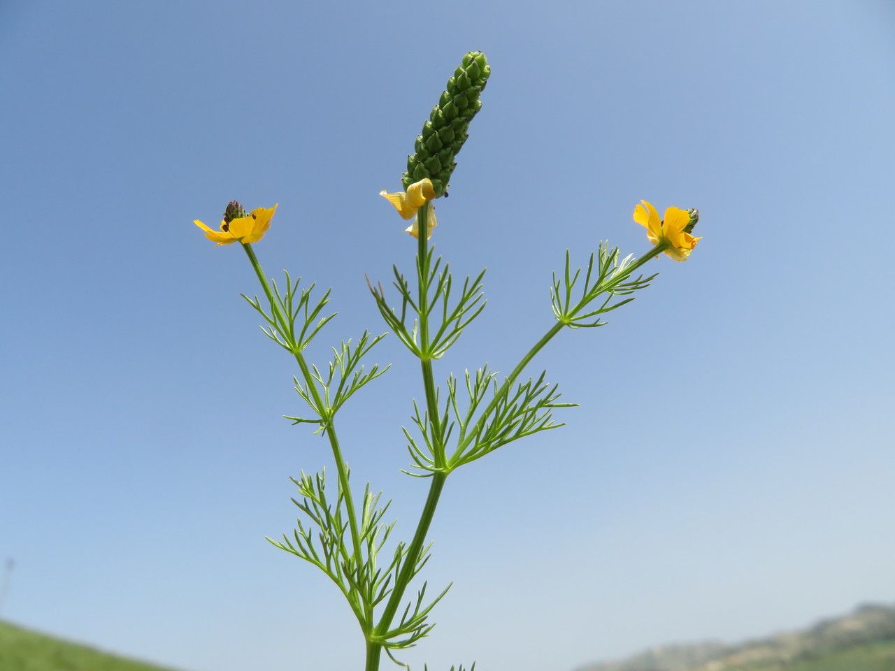 Adonis dentata fruit