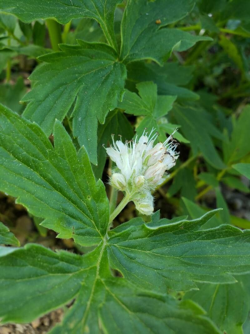 Hydrophyllum fendleri flower